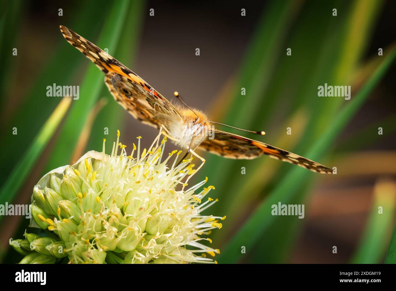 La farfalla arancione-nera luminosa si trova su un fiore di cipolla su uno sfondo verde sfocato Foto Stock