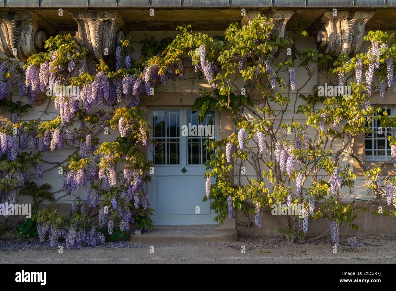 Splendido glicine nel complesso del palazzo Pillnitz. Porta 2 Foto Stock