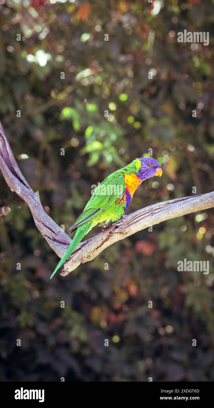 Vibrante Rainbow Lorikeet arroccato su un ramo illuminato dal sole, circondato da lussureggiante vegetazione nella giungla. Foto Stock