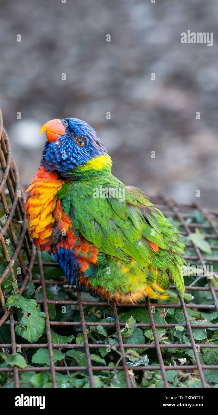 Il curioso paffuto Rainbow Lorikeet, felicemente appollaiato su una recinzione di ferro, saluta la fotocamera con un sorriso. Foto Stock