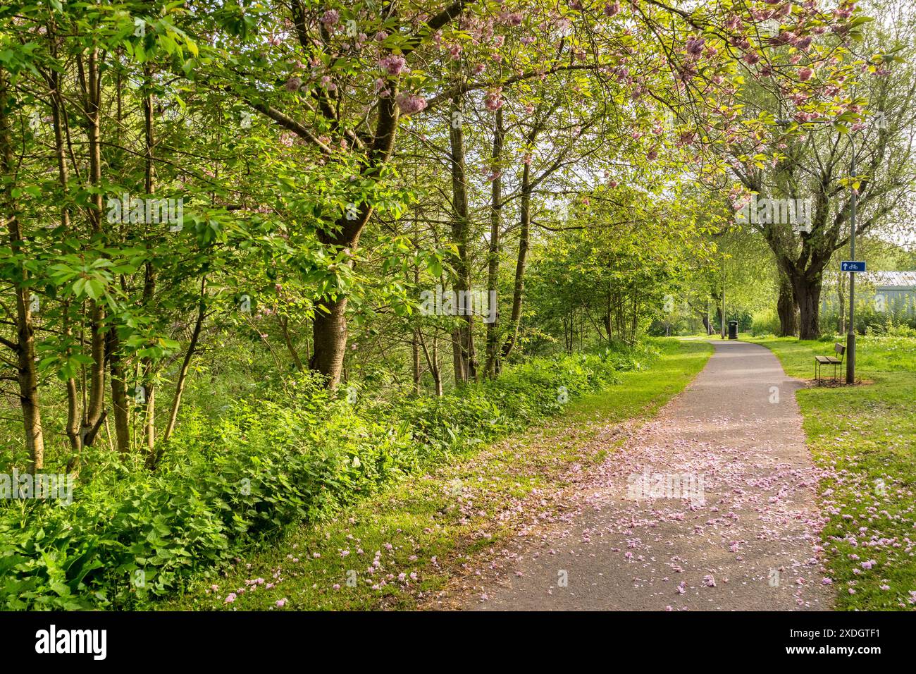 Riverside Walk, Jedburgh, Borders, Scotland, UK - questa passerella corre accanto al Jed Water, visto qui in primavera. Foto Stock
