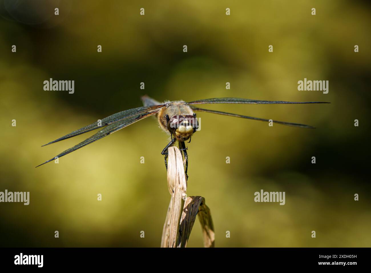 Immagine dettagliata di una libellula appoggiata su uno stelo asciutto, che mostra intricati motivi alari e uno sfondo lussureggiante. Foto Stock
