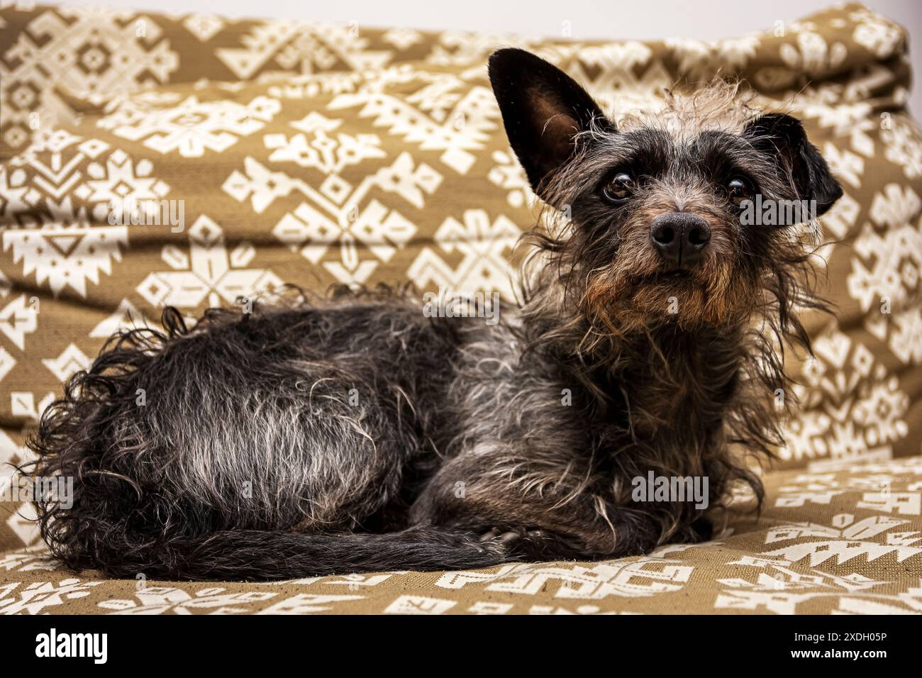un piccolo e dolce cane seduto sul divano si fa una posa Foto Stock