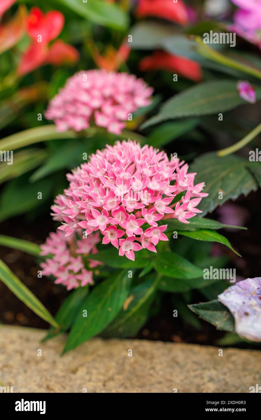 Fotografia ravvicinata di un ammasso di stelle egiziane bianche e rosa a forma di stella fiorente, Hamamatsu City, prefettura di Shizuoka, Giappone Foto Stock