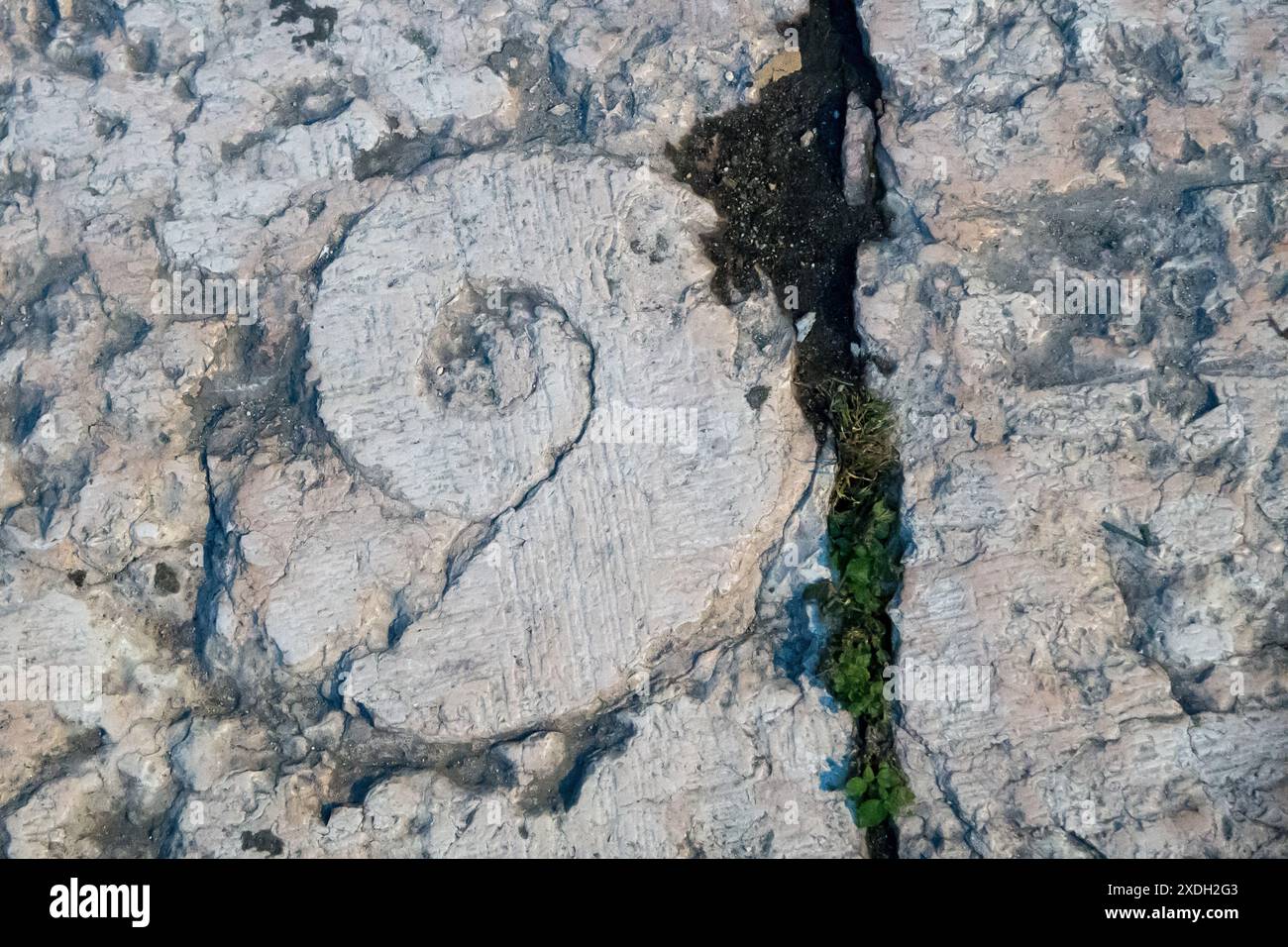 Ammonoidea in pietra pavimentazione della strada nel centro storico di Verona, provincia di Verona, Veneto, Italia © Wojciech Strozyk / Alamy Stock Photo *** L Foto Stock