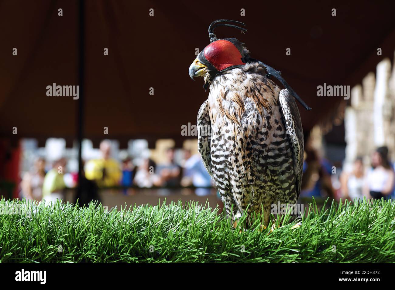 Primo piano ritratto di un falco pellegrino (Falco peregrinus) con cappuccio in pelle Foto Stock