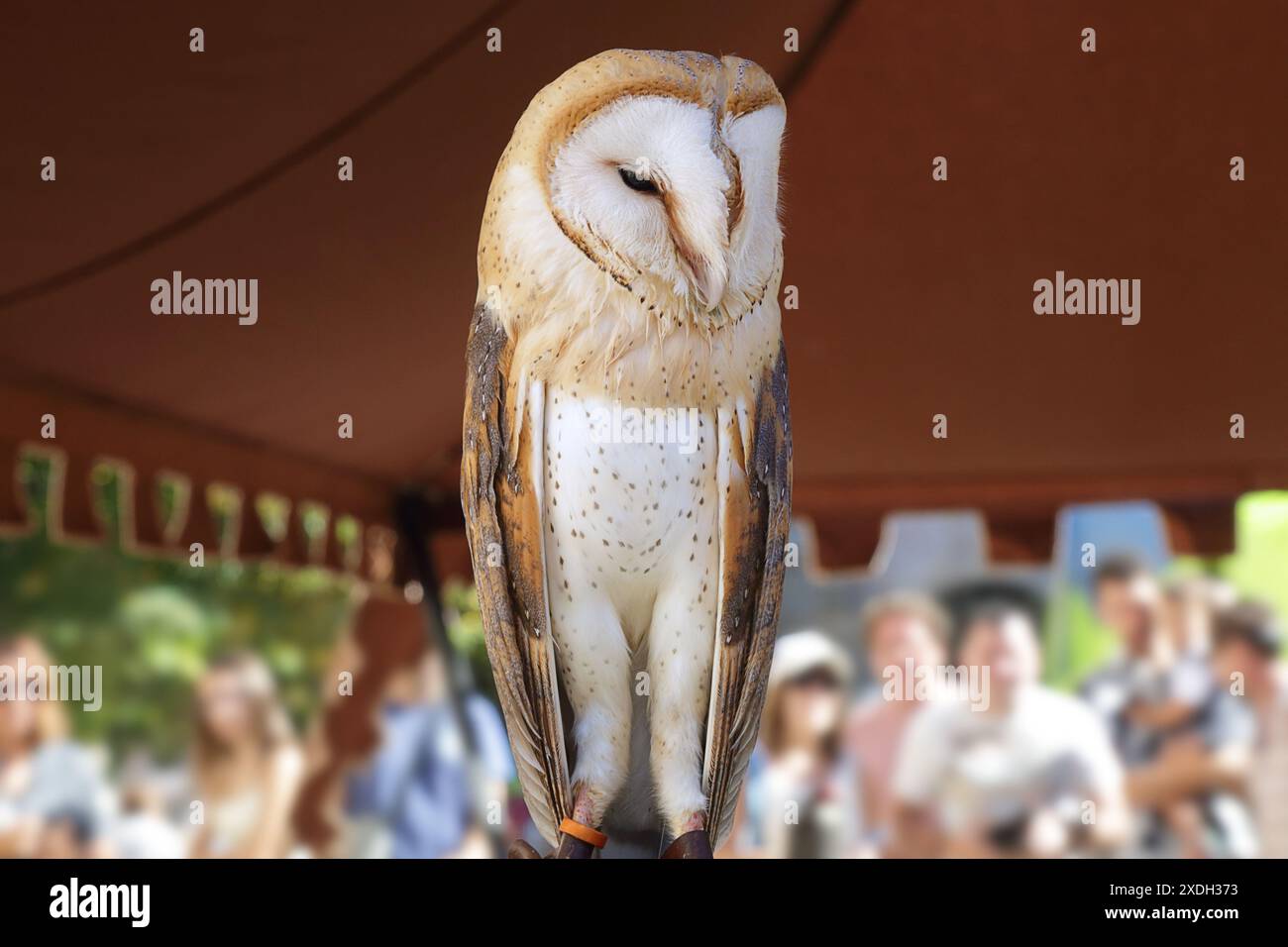 Gufo di stalla in cattività (Tyto alba) arroccato in una mostra di uccelli Foto Stock