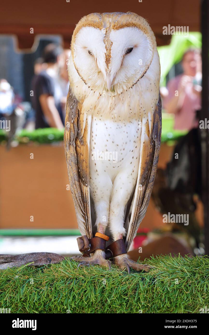 Gufo di stalla in cattività (Tyto alba) arroccato in una mostra di uccelli Foto Stock