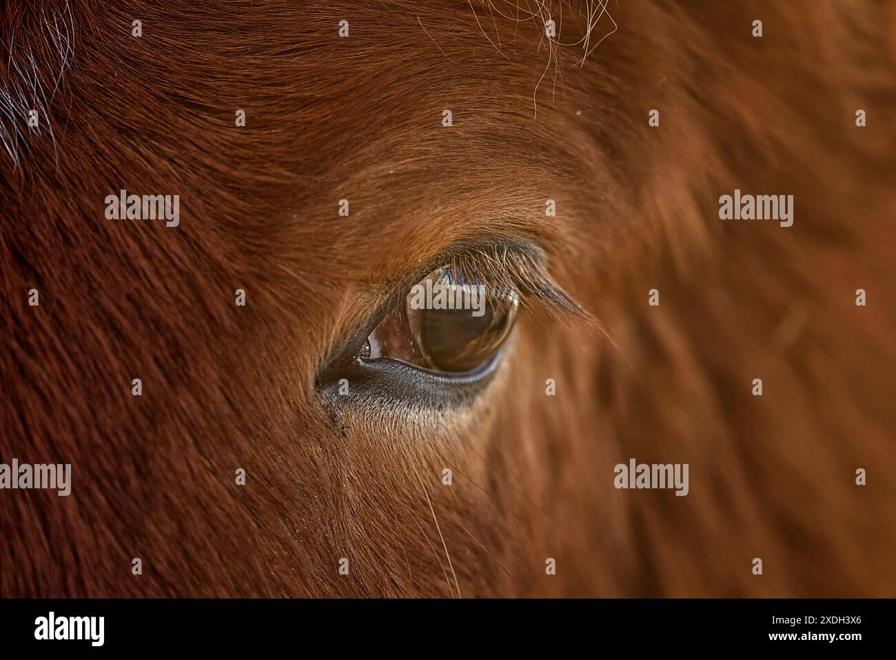 Foto ravvicinata dell'occhio di un cavallo islandese. Foto Stock