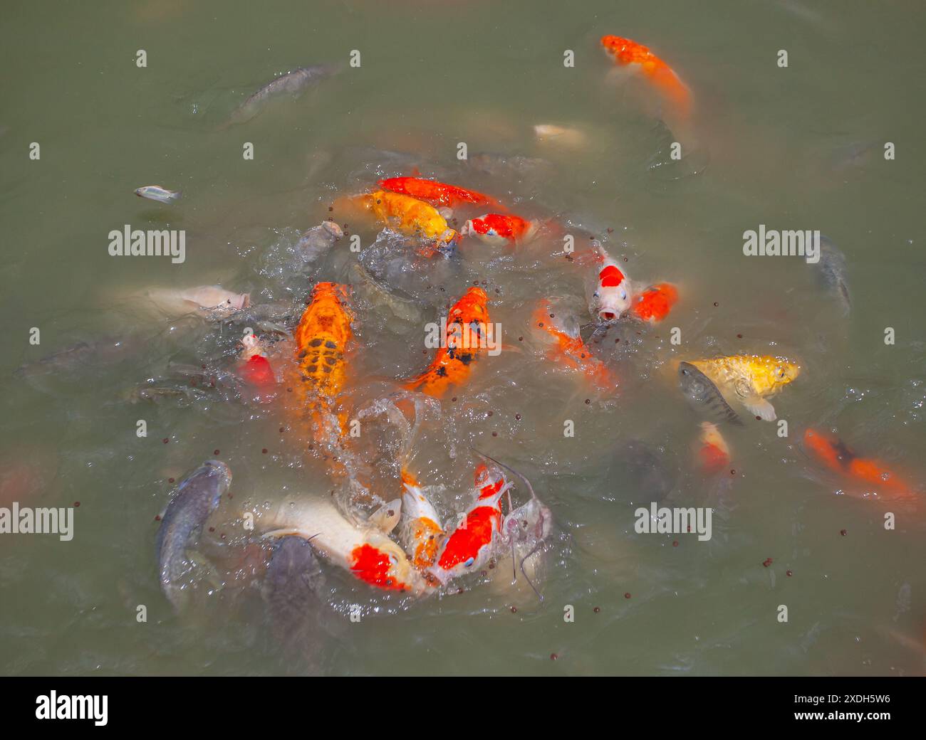Koi Carp a Wat Nang Sao, Thailandia Foto Stock