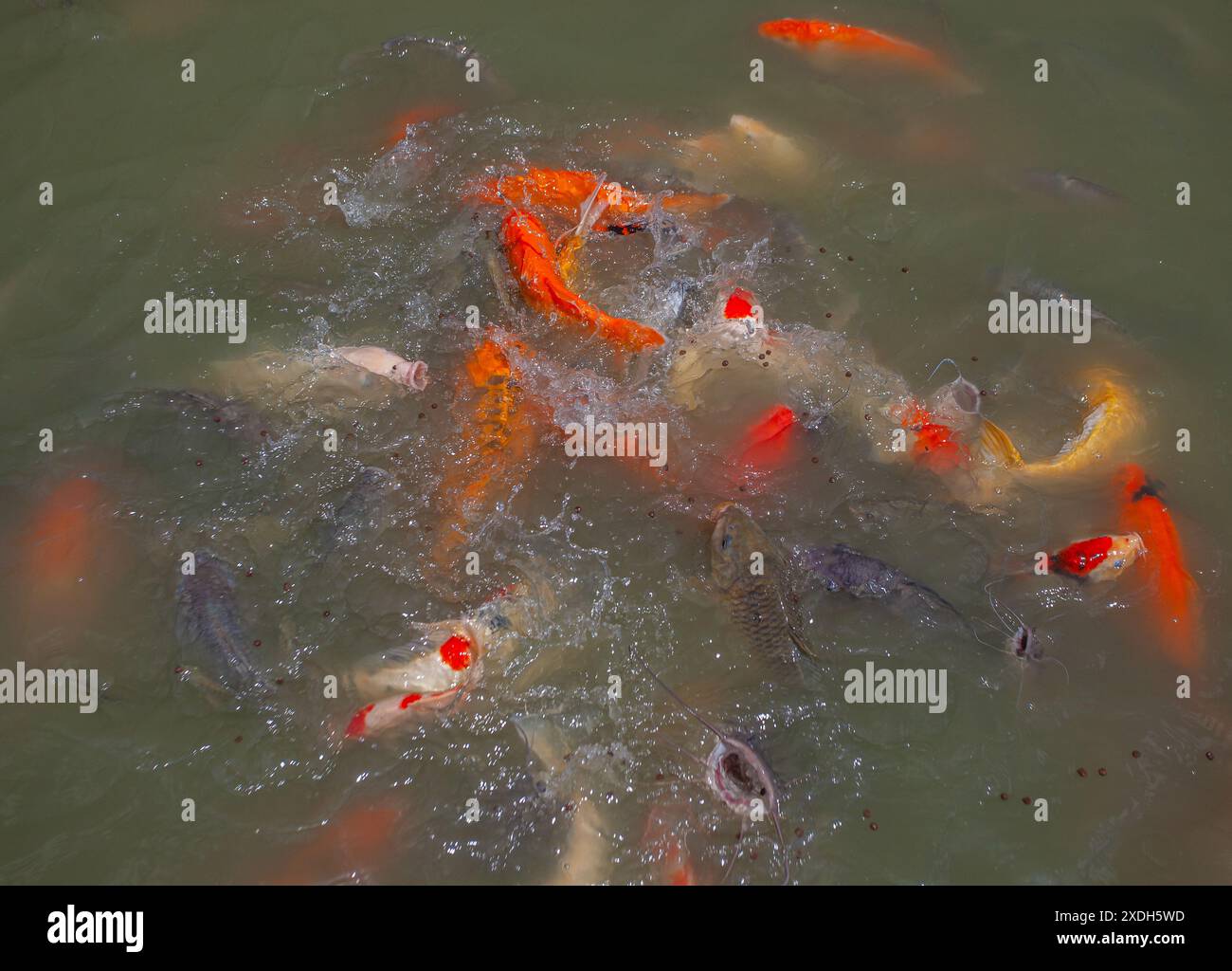 Koi Carp a Wat Nang Sao, Thailandia Foto Stock