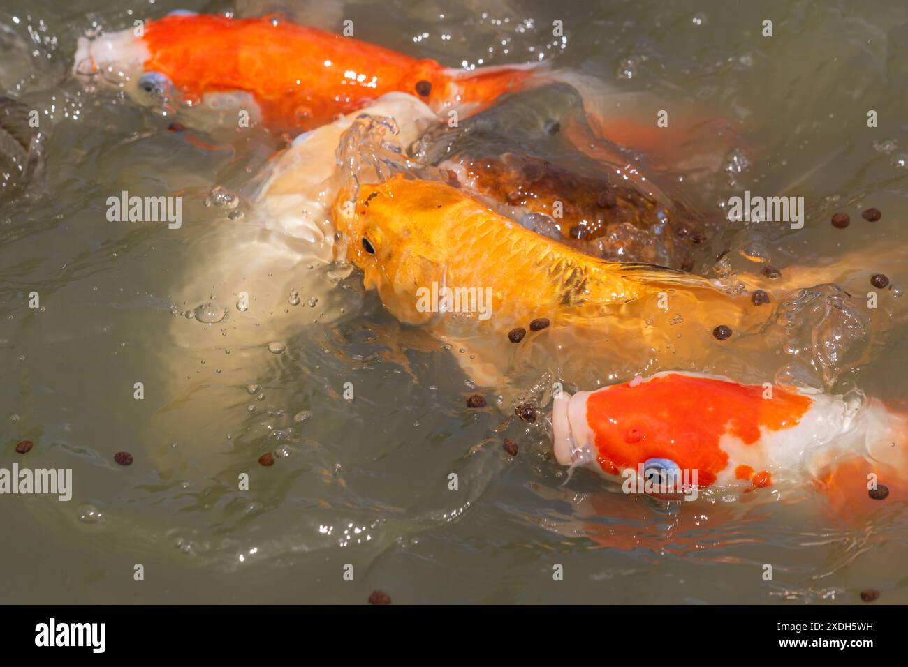 Koi Carp a Wat Nang Sao, Thailandia Foto Stock