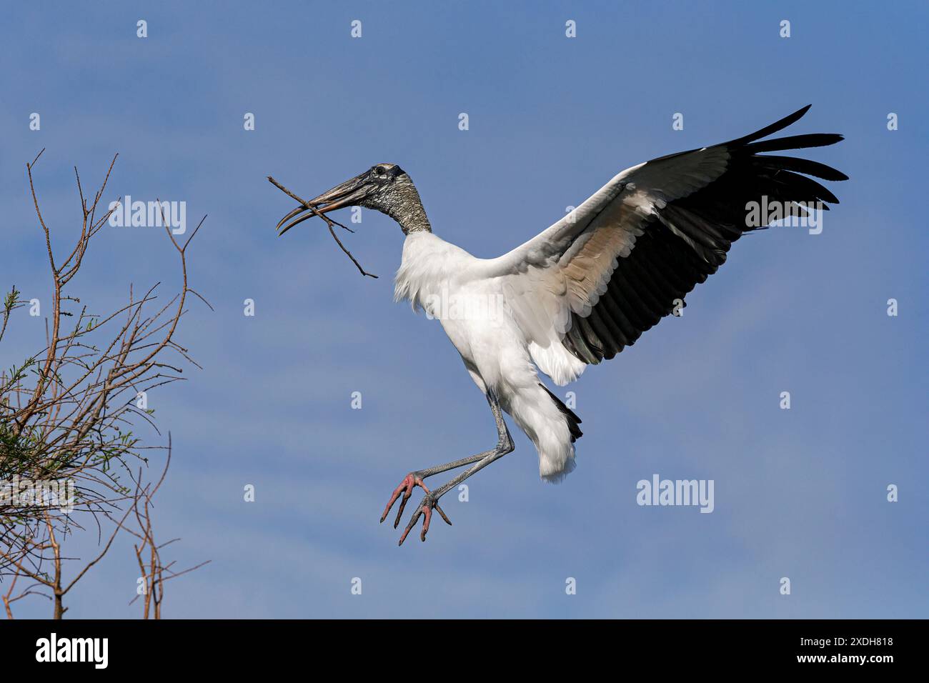 Wood Stork, Mycteria americana, uccello adulto in volo che ritorna al luogo di nidificazione con materiale di nidificazione Florida, USA aprile Foto Stock