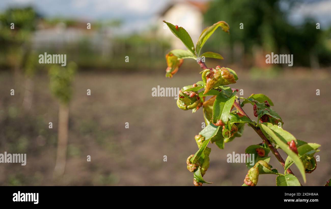 Malattia fungina del ricciolo di foglie di pesca su giovani alberi di pesca nel giardino del frutteto. Macro-shot orizzontale su Fungus Taphrina deformante foglie malate e tortuose. Foto Stock