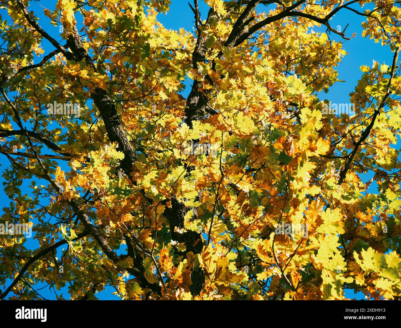 Un baldacchino di foglie gialle e verdi contro un cielo blu, rami intervallati, la luce del sole che filtra attraverso. Foto Stock