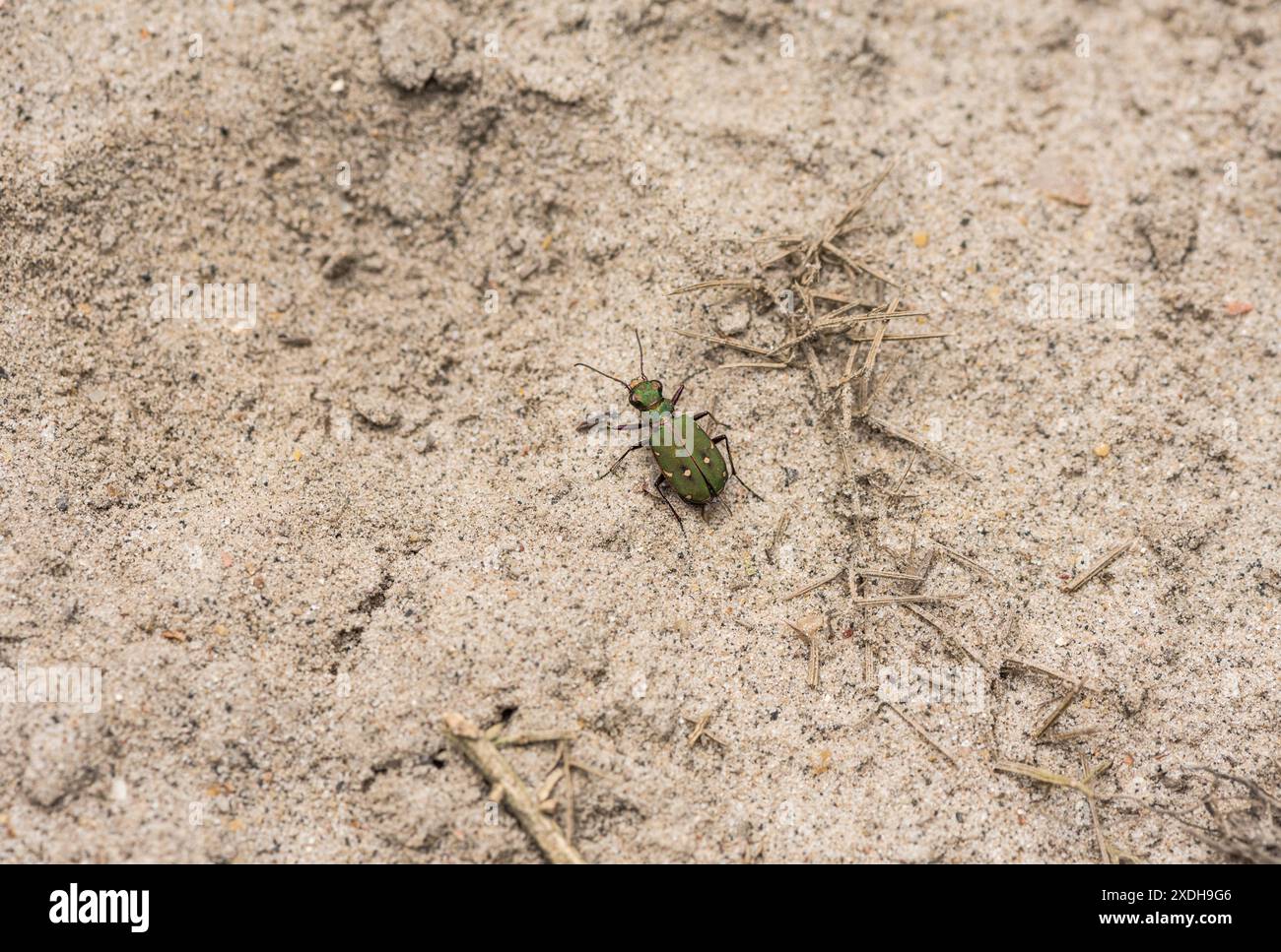 Green Tiger Beetle (Cicindela campestris) a Chobham Heath, Surrey Foto Stock