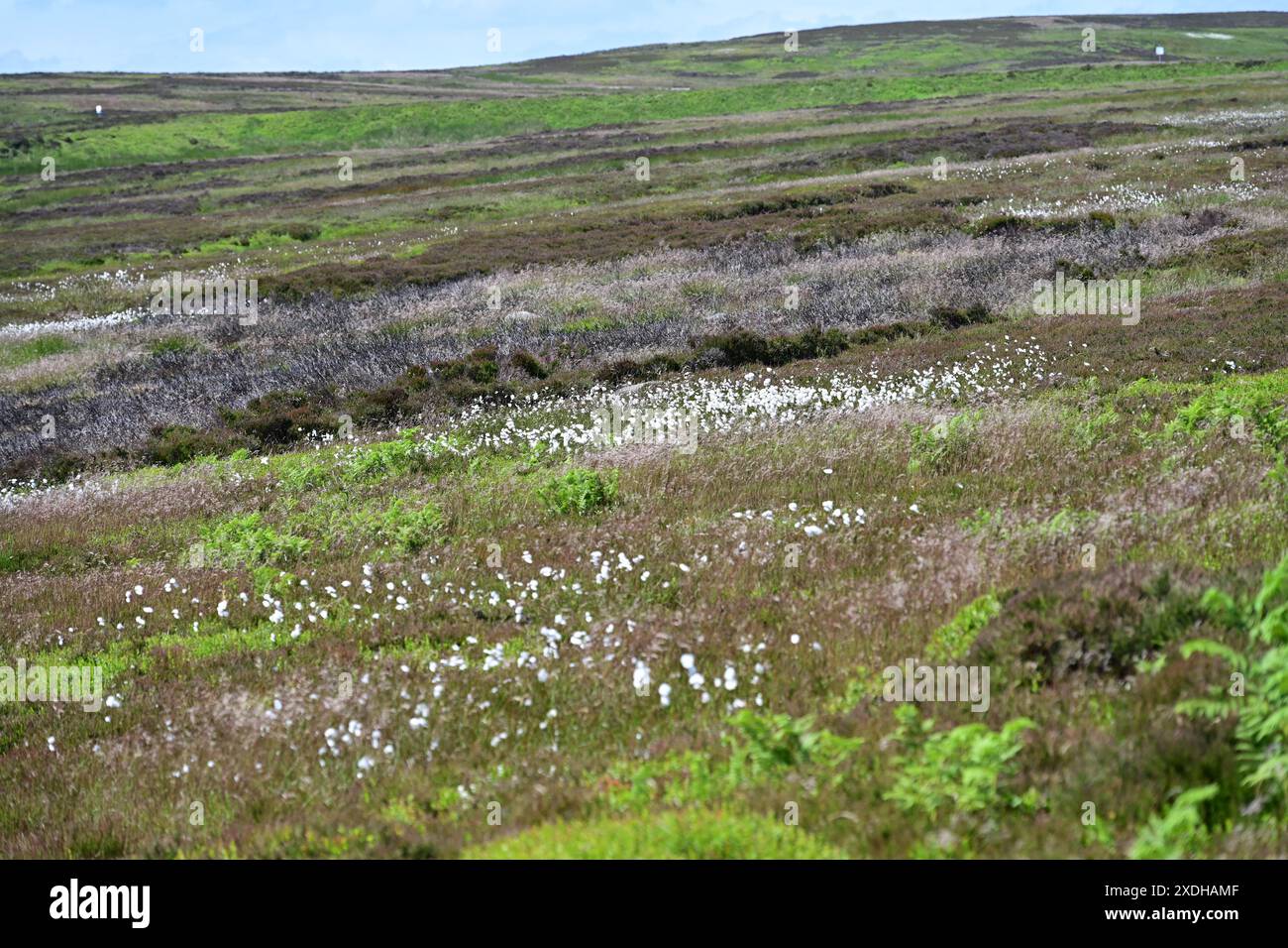 Fiori selvatici su Burley Moor, al sole estivo, nello Yorkshire Foto Stock