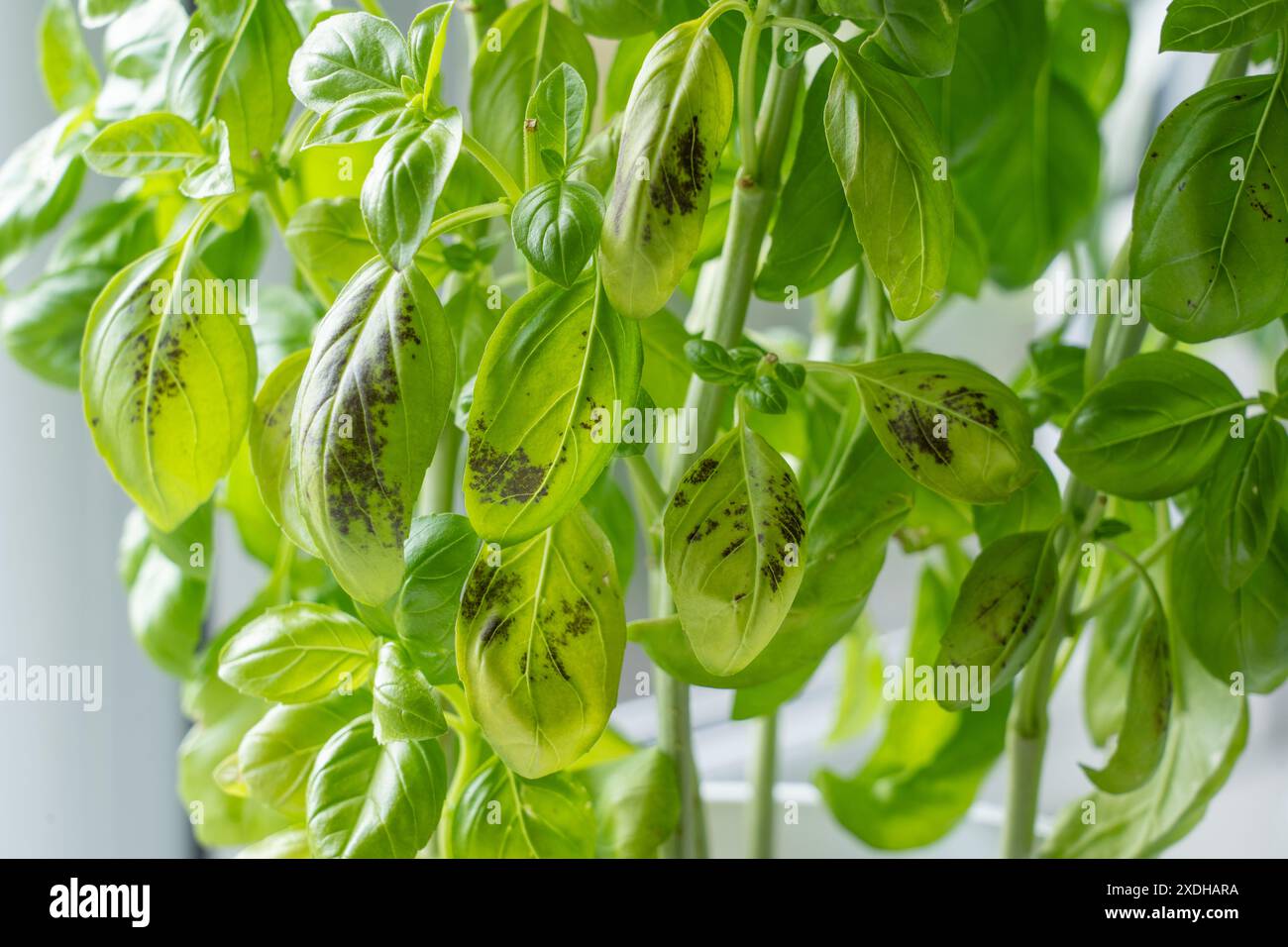 Macchie nere scure/segni sul basilico dolce (Ocimum Basilicum) che mostrano un attacco fungino alle foglie e al fogliame da parte del genere Colletotrichum. REGNO UNITO Foto Stock