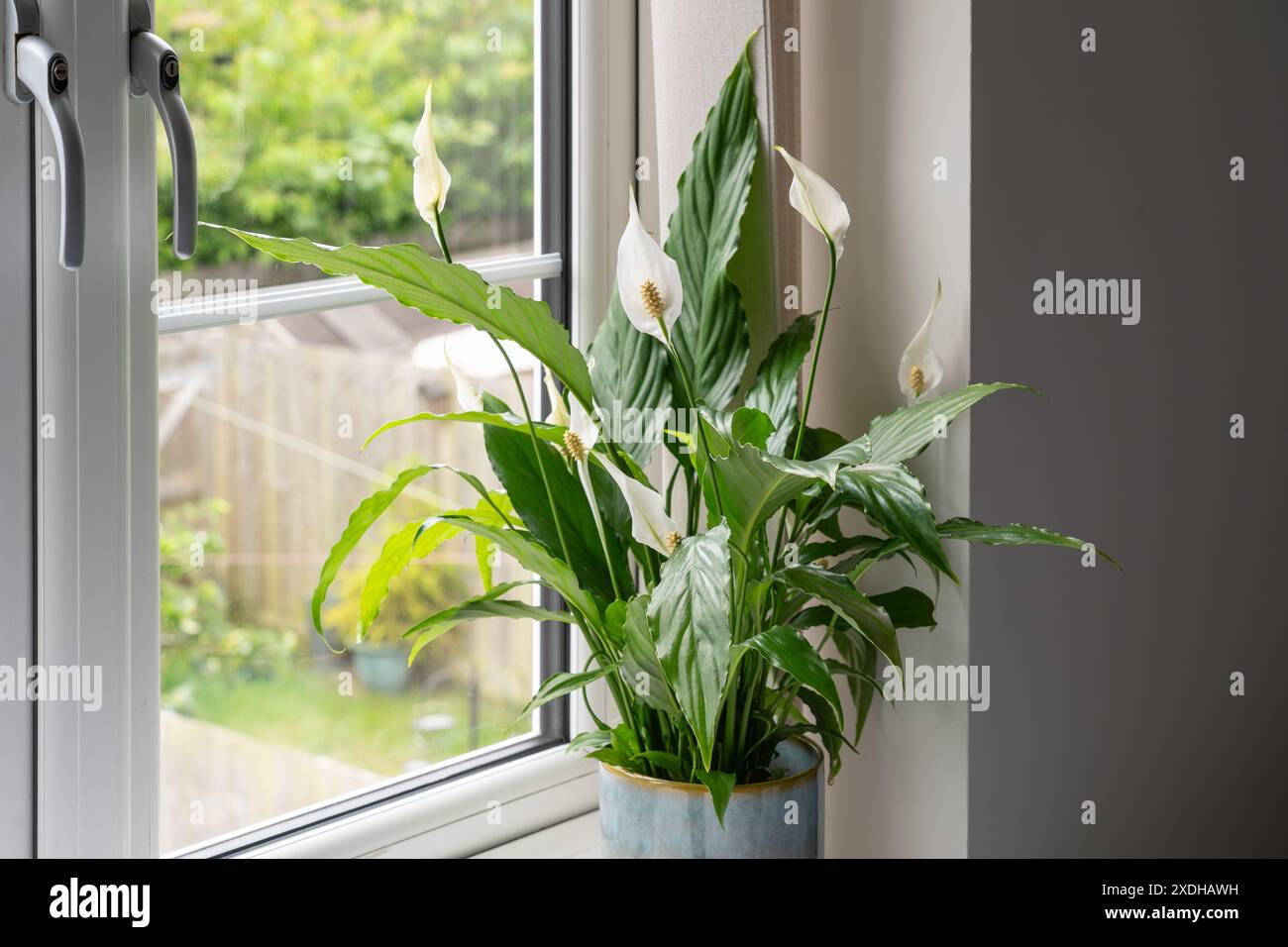 Il giglio della pace di Wallis (Spathiphyllum wallisii) è una pianta erbacea tropicale sempreverde con foglie verdi scure lucide e spathes bianche ovate in fiore. REGNO UNITO Foto Stock