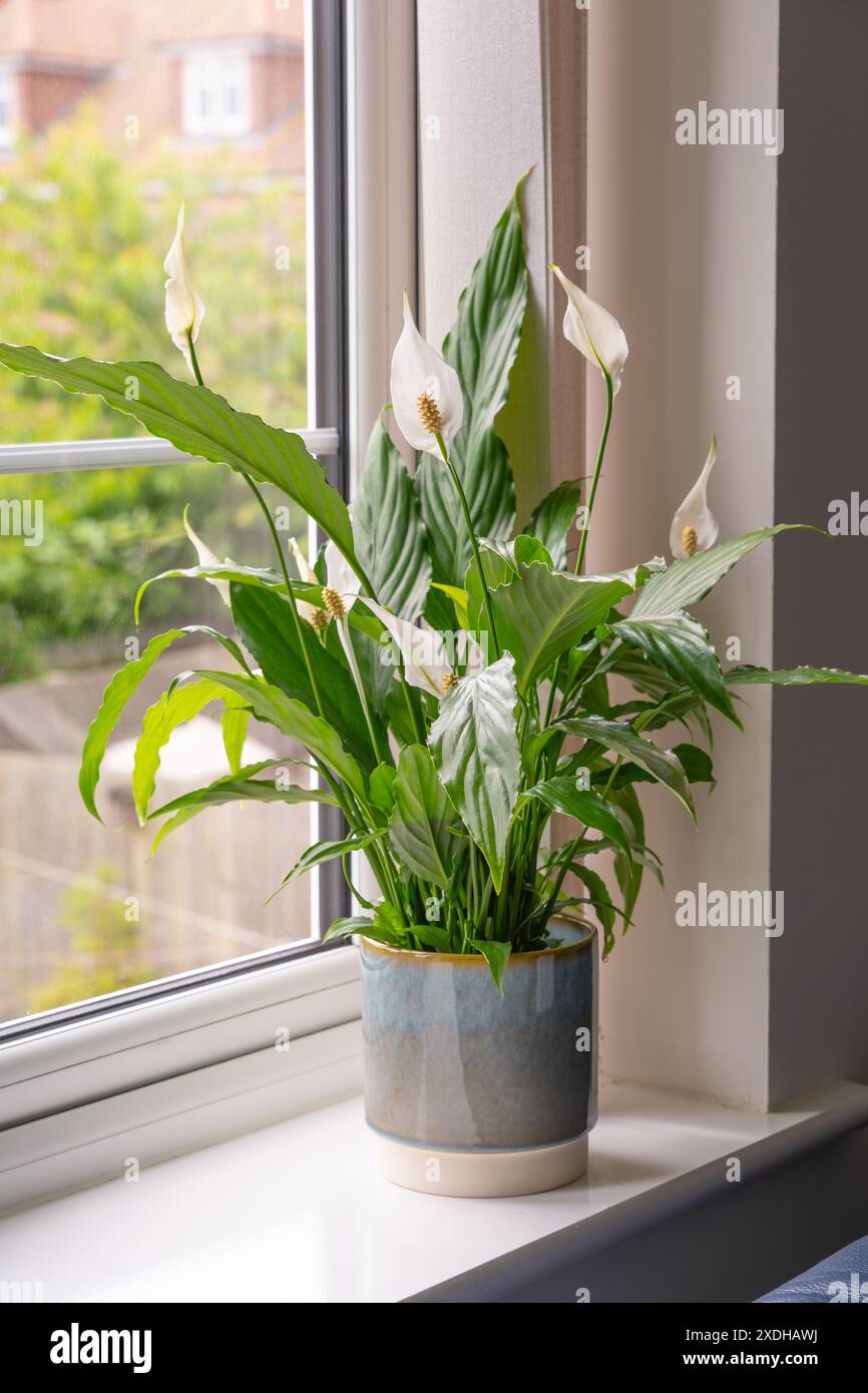 Il giglio della pace di Wallis (Spathiphyllum wallisii) è una pianta erbacea tropicale sempreverde con foglie verdi scure lucide e spathes bianche ovate in fiore. REGNO UNITO Foto Stock