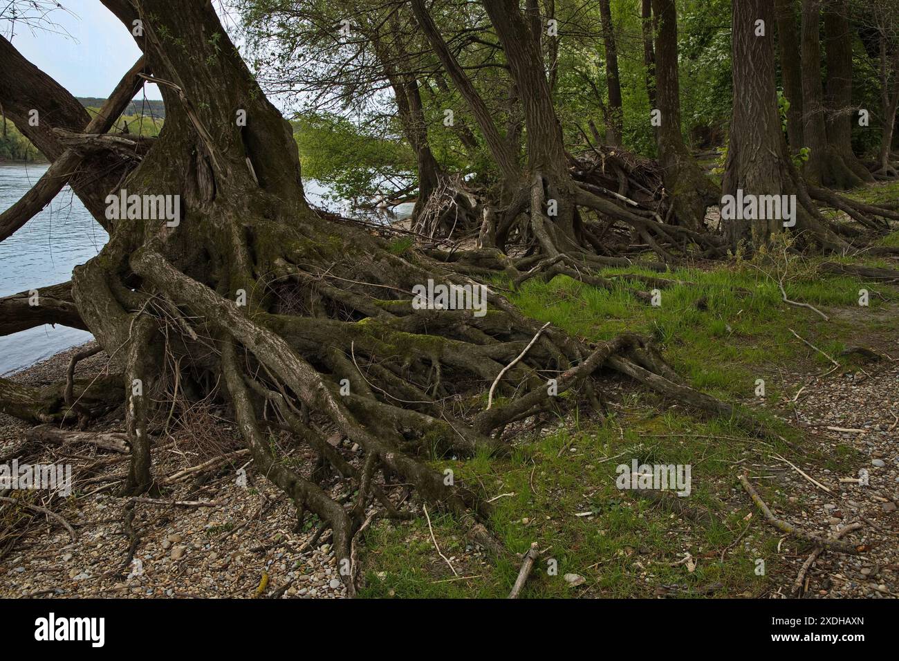 Vecchi alberi sul Danubio a Hainburg an der Donau, Austria, Europa Foto Stock