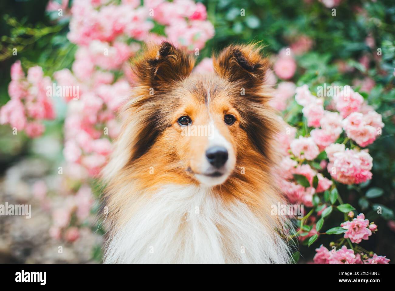 Sheepdog Shetland Foto Stock