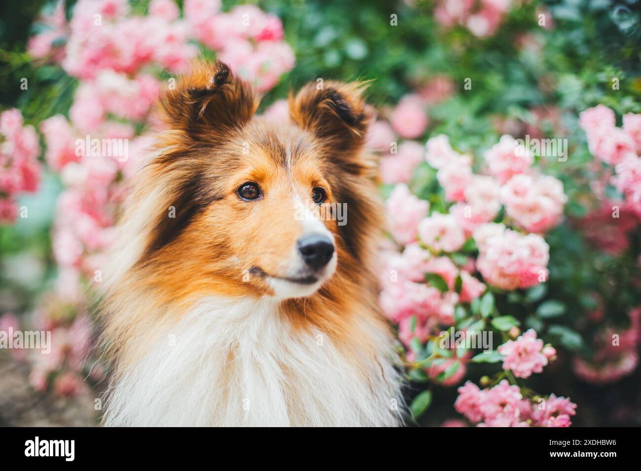 Sheepdog Shetland Foto Stock