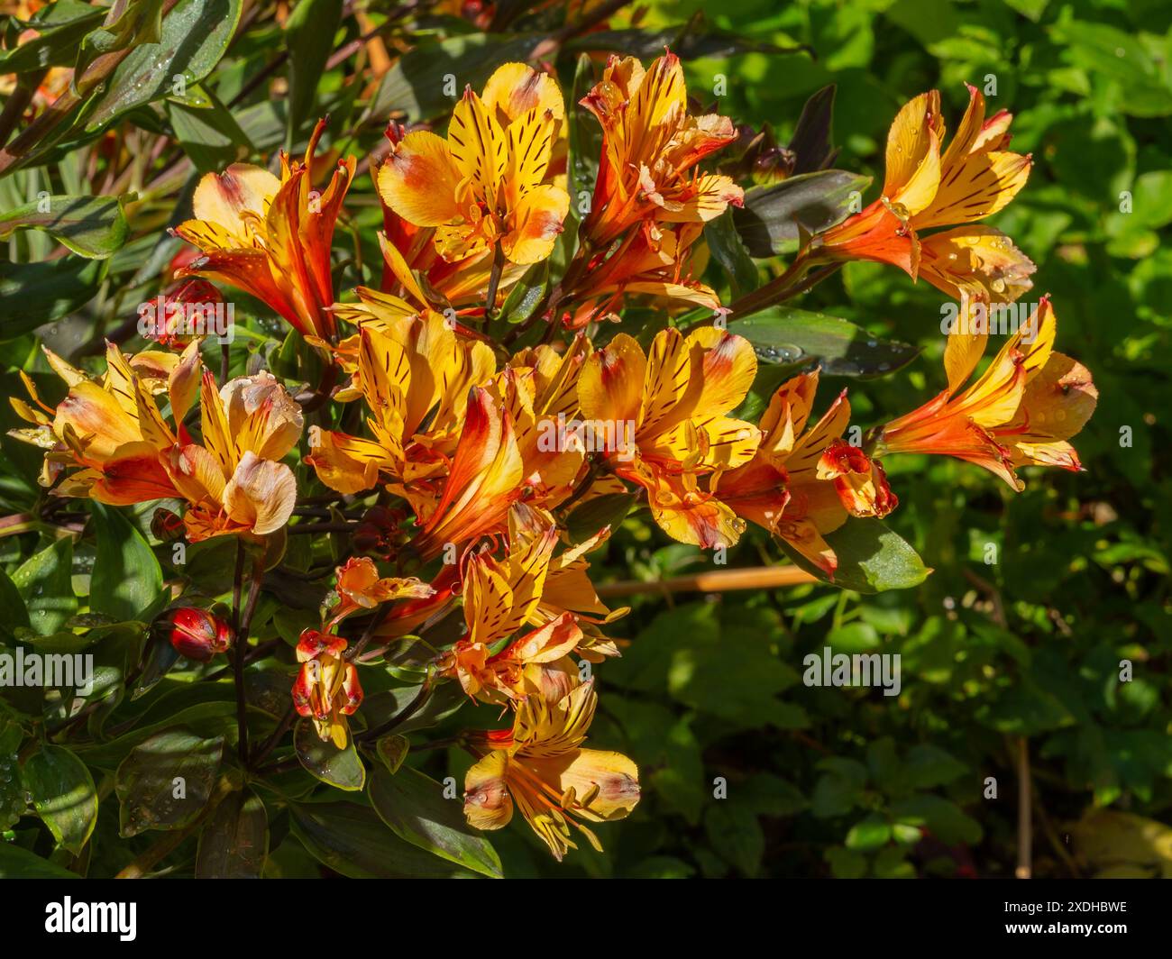 L'Alstroemeria in tutta la sua gloria colorata come un bellissimo arbusto da giardino Foto Stock