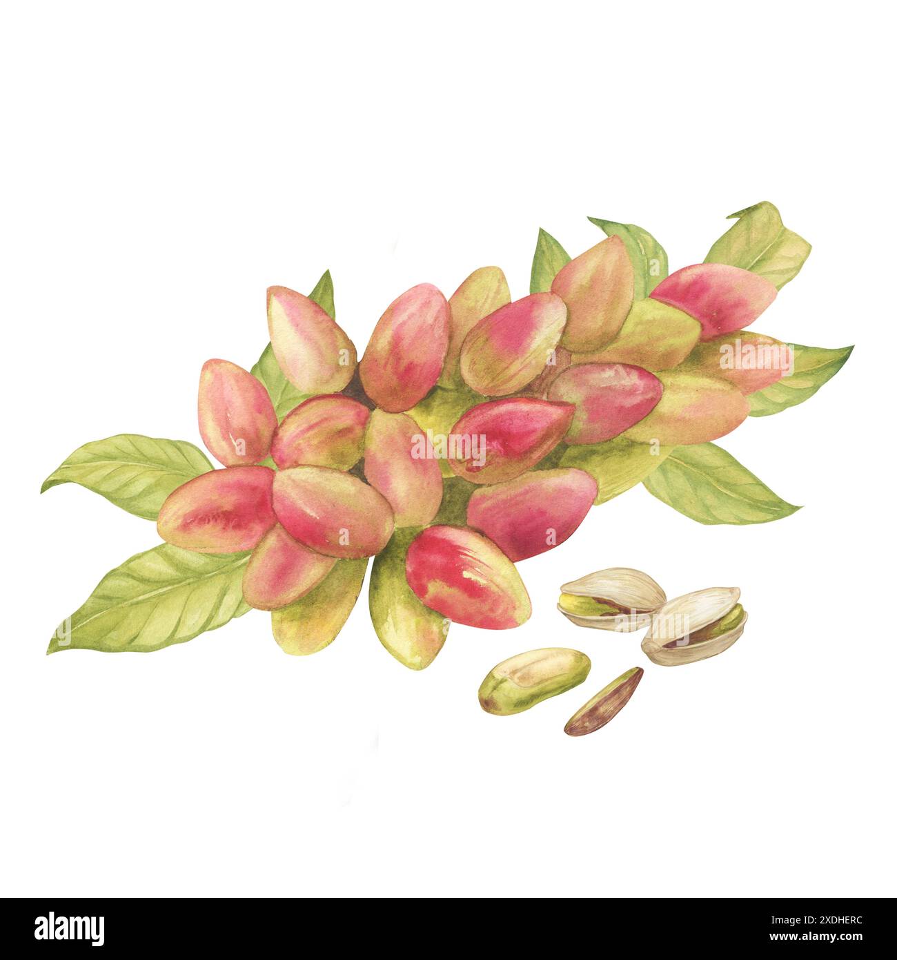 Pistacchio frutti e foglie con set illustrativo di acquerelli pistacchi. Schizzo di disegno botanico stilizzato. Isolato. Trafilato a mano, adatto per Foto Stock