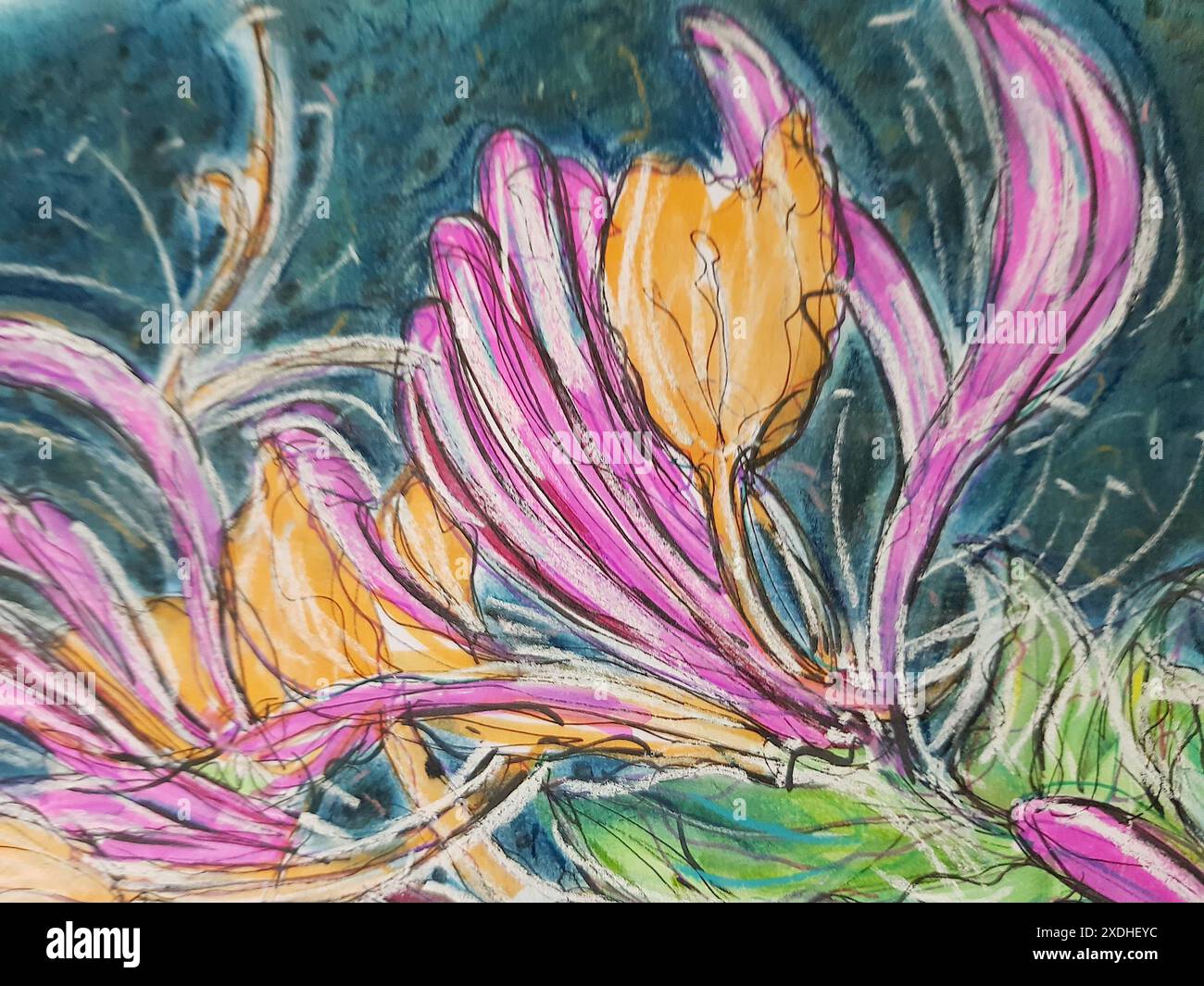 Illustrazione a inchiostro e pastello di fiori di caprifoglio su sfondo blu. Foto Stock