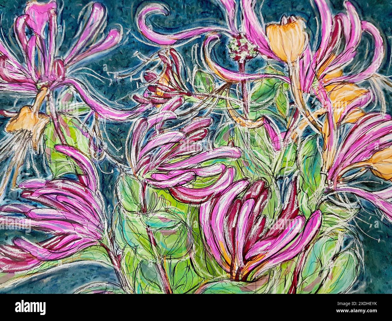 Illustrazione a inchiostro e pastello di fiori di caprifoglio su sfondo blu. Foto Stock