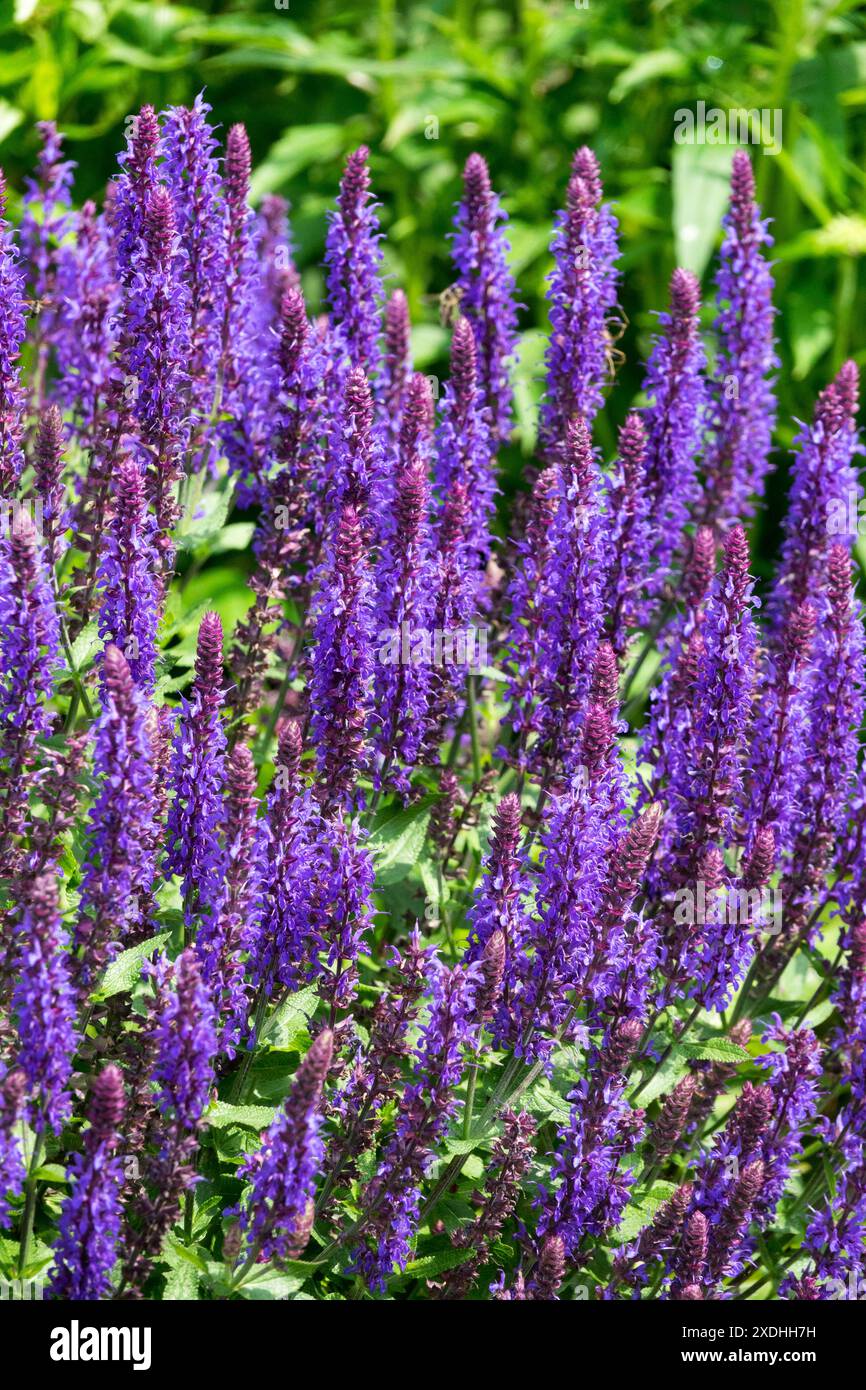 Meadow Sage Salvia x superba "Bordeau Deep Blue" Foto Stock