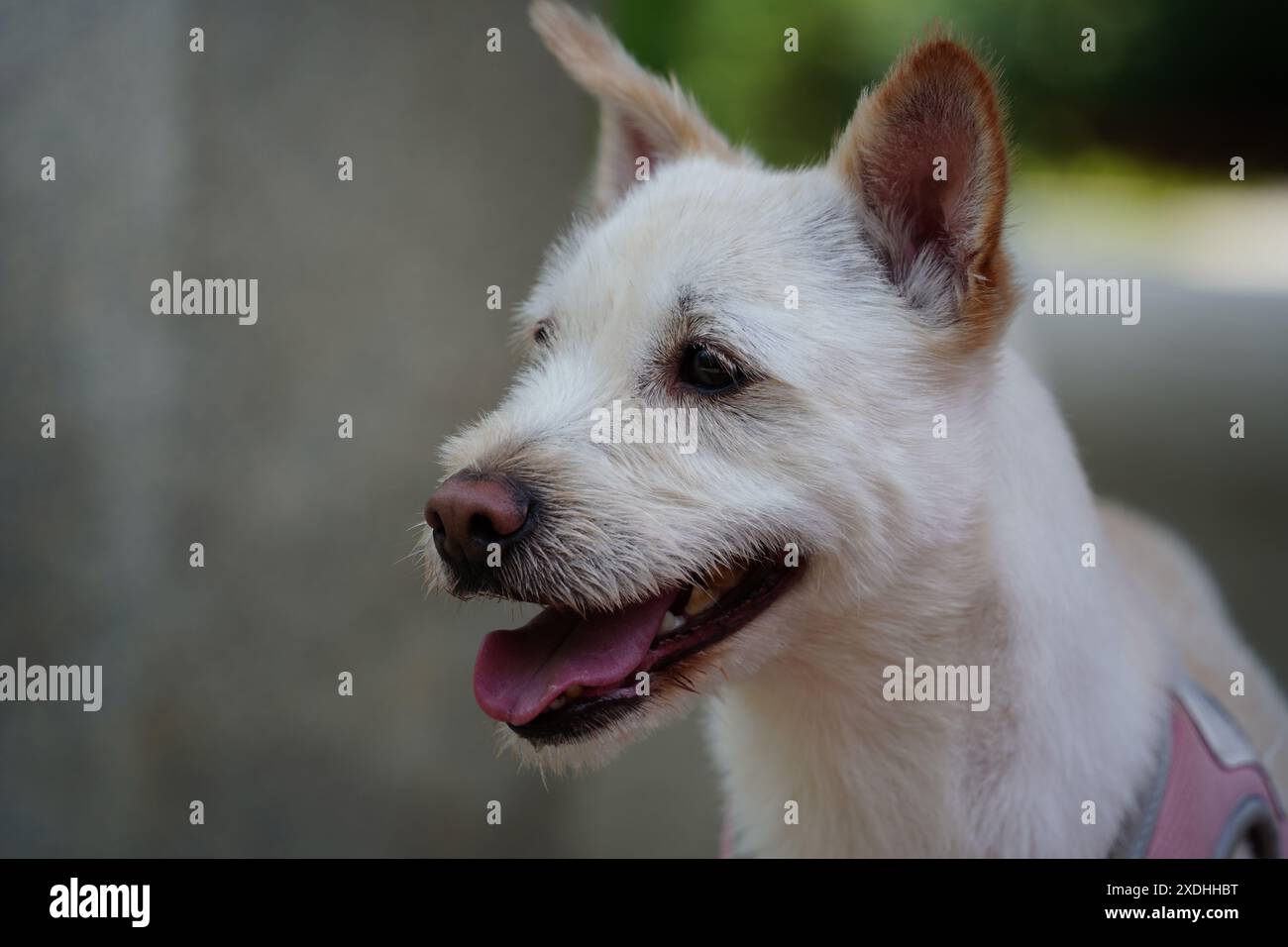Cane bianco con la bocca aperta e la lingua sporgente Foto Stock