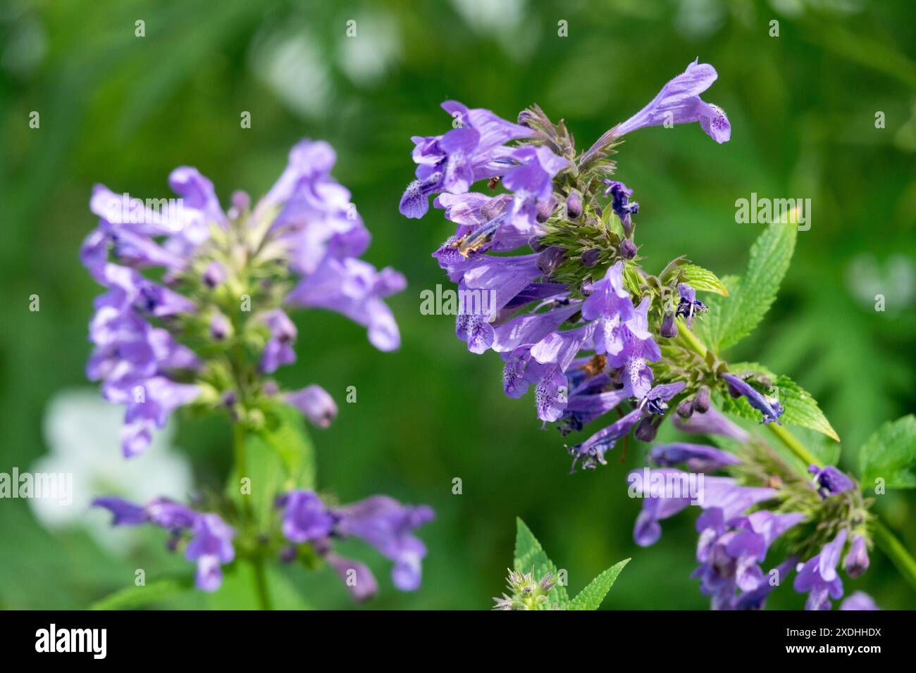 Il fiore "Weinheim Big Blue" di Catmint Nepeta Foto Stock