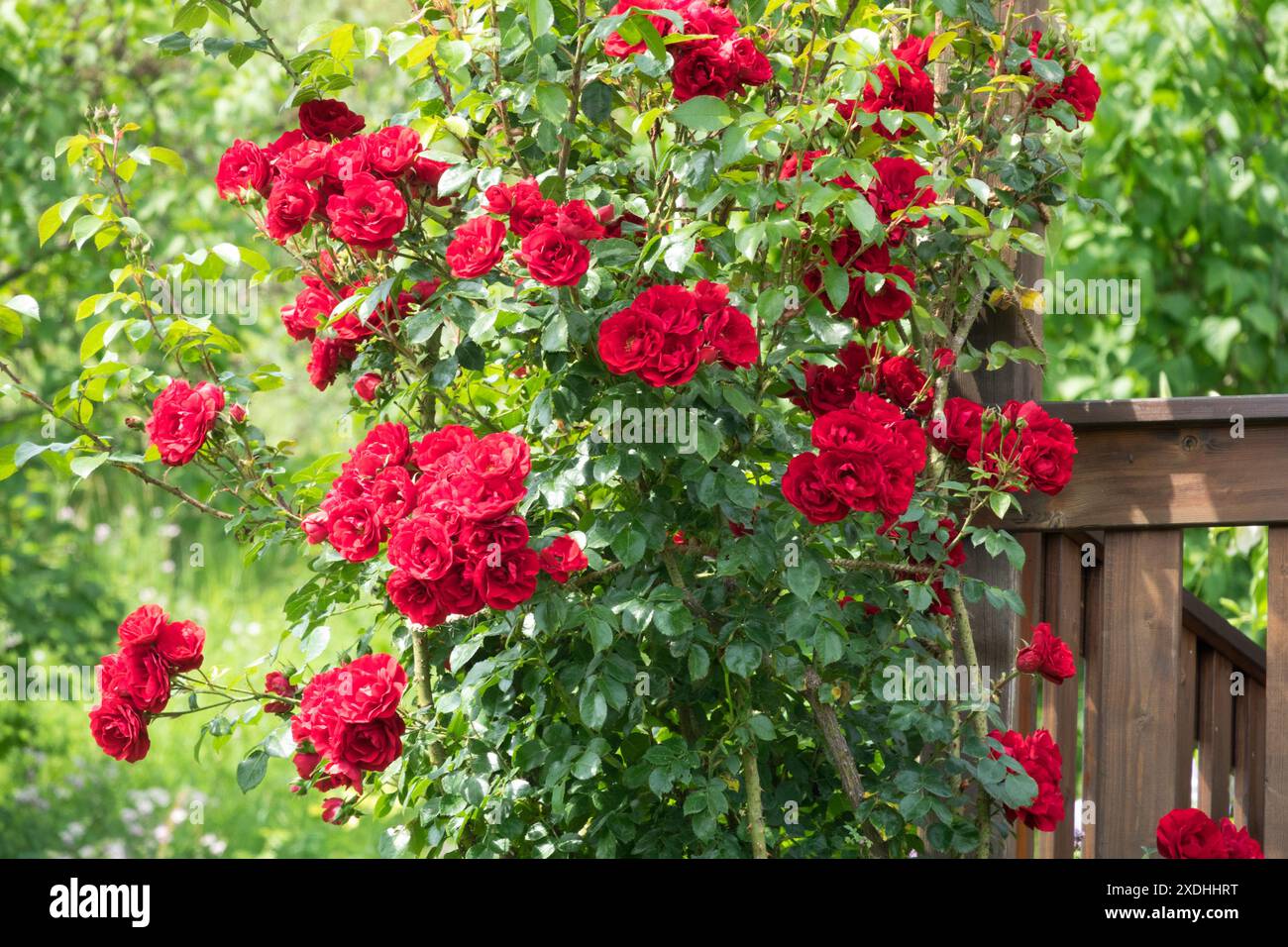 Red Roses Flowers Blooming Garden Plant Climber Shrub Climber Foto Stock