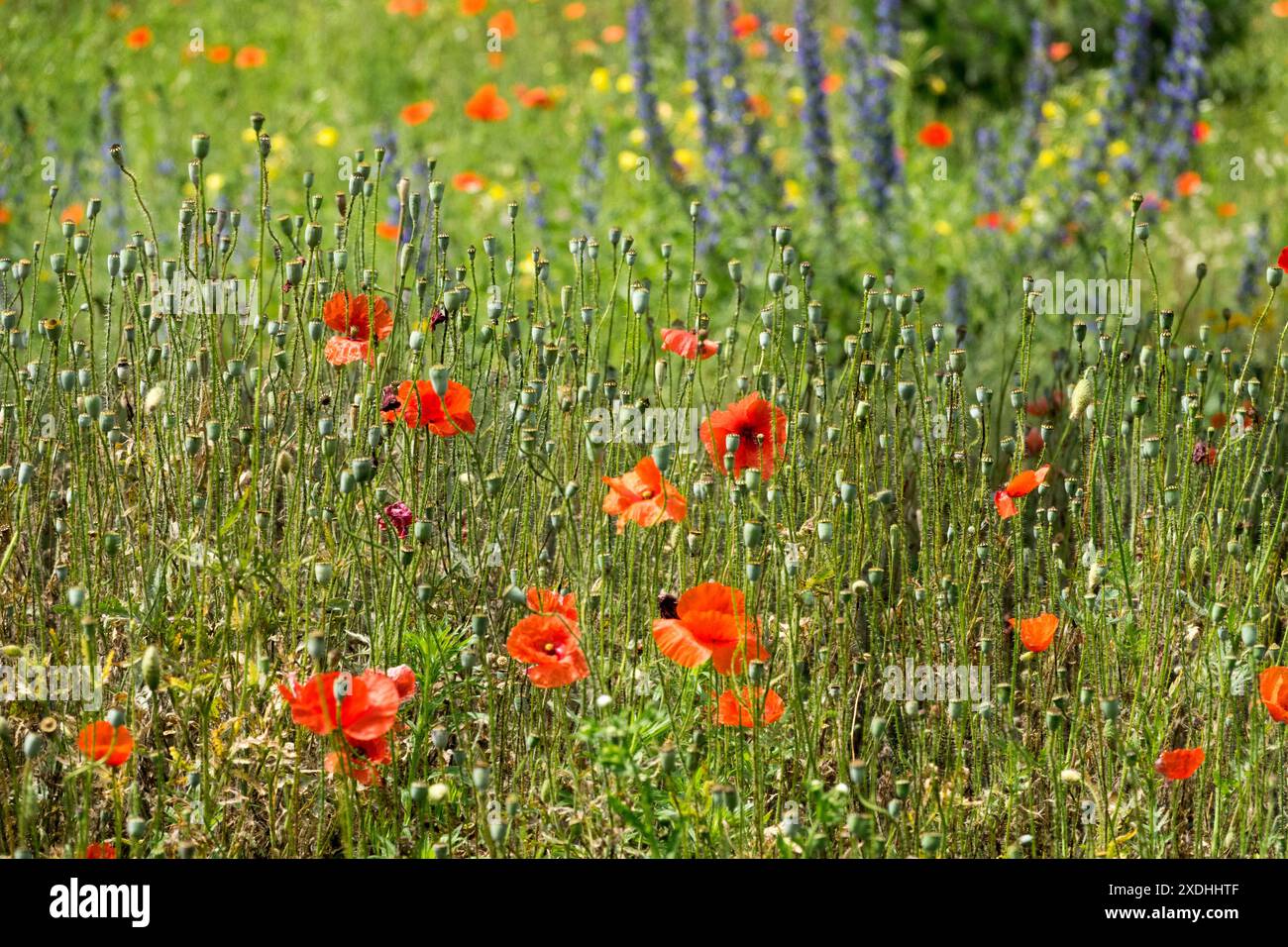 Fiori selvatici prato fiorito Common Poppy Corn Red Papaver Rhoeas Field Poppy, stagione estiva giugno Foto Stock