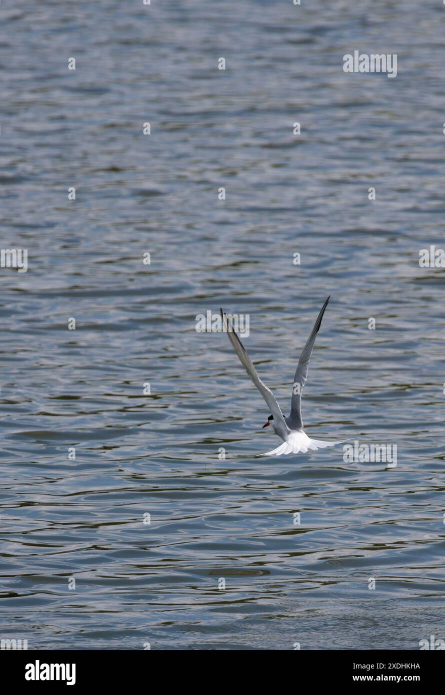 Common Turn Sterna hirundo, in volo grigio pallido schiena e parti superiori altre pats bianco rosso gambe arancione rosso banchetto con punta nera e berretto nero stagione estiva Foto Stock