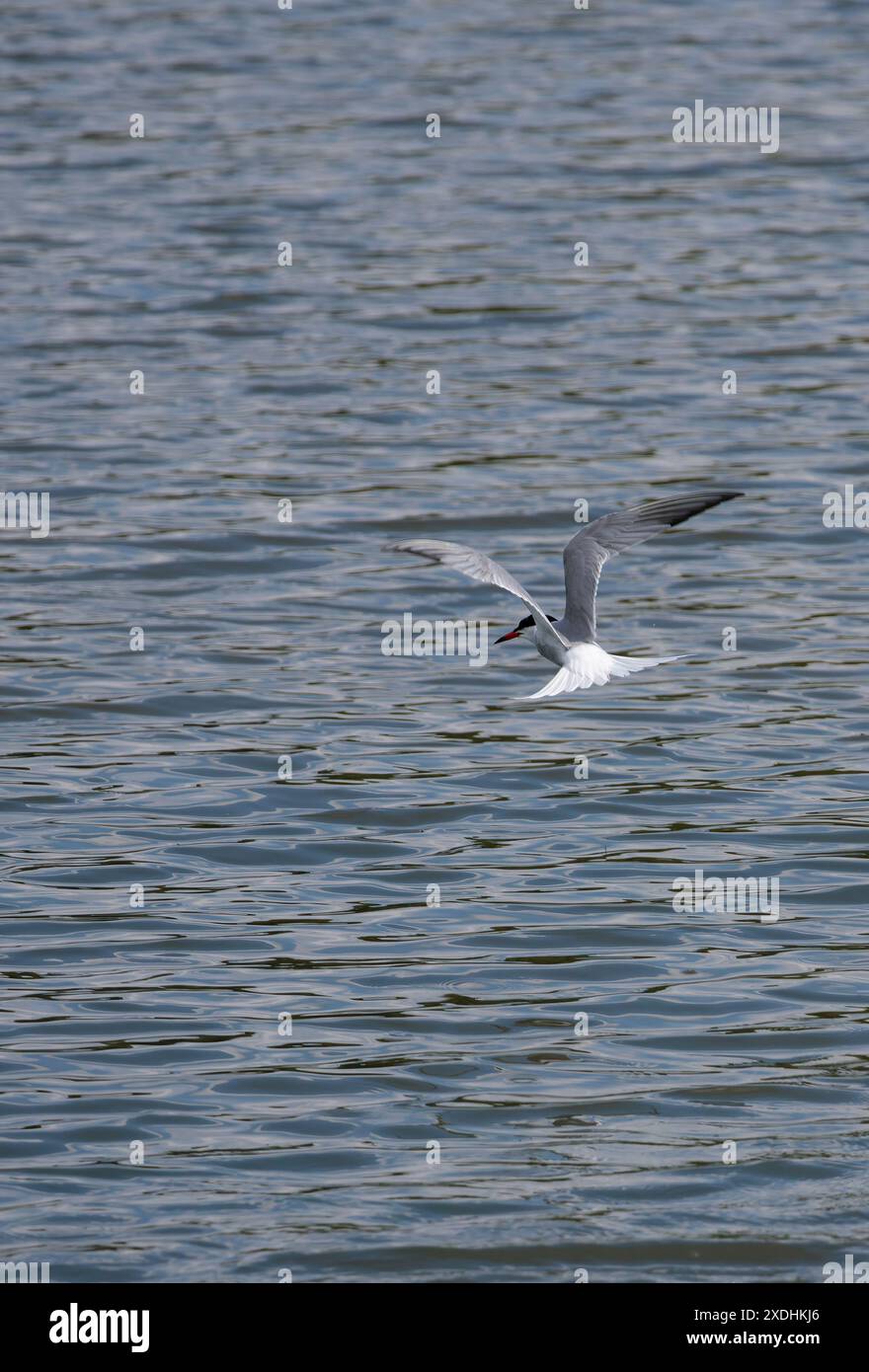 Common Turn Sterna hirundo, in volo grigio pallido schiena e parti superiori altre pats bianco rosso gambe arancione rosso banchetto con punta nera e berretto nero stagione estiva Foto Stock