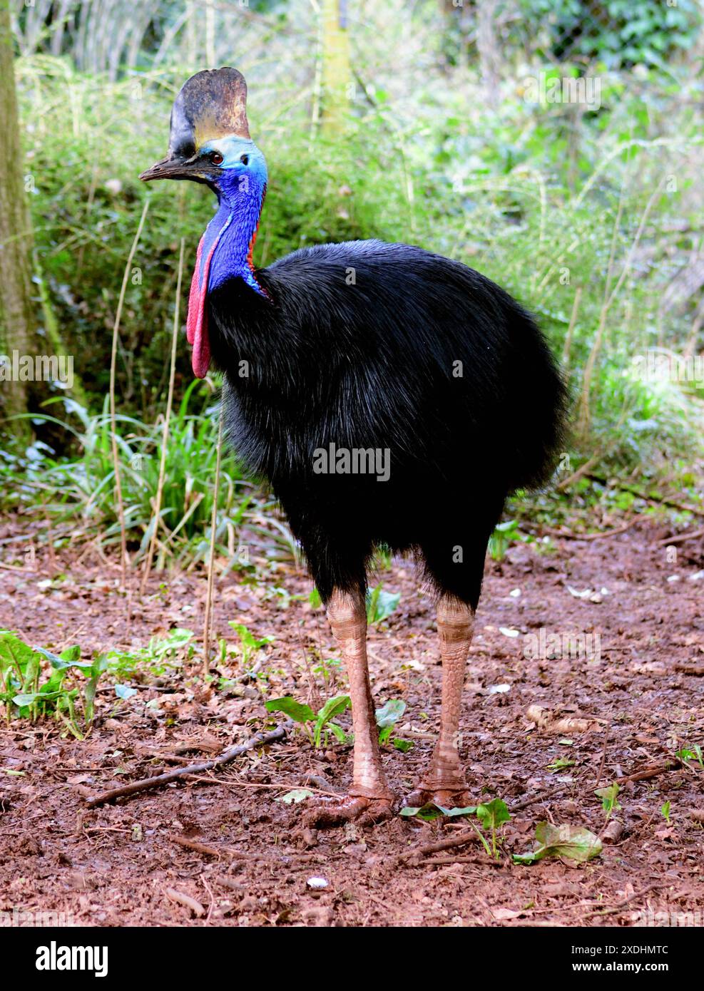 Un cassowary del sud allo zoo di Paignton, nel South Devon. Foto Stock