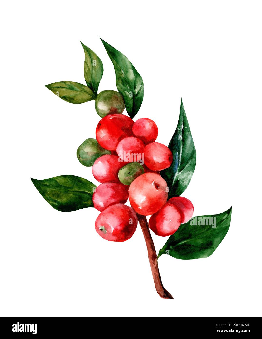 Chicchi di caffè arabica rossi su un ramo isolato, illustrazione acquerello Foto Stock