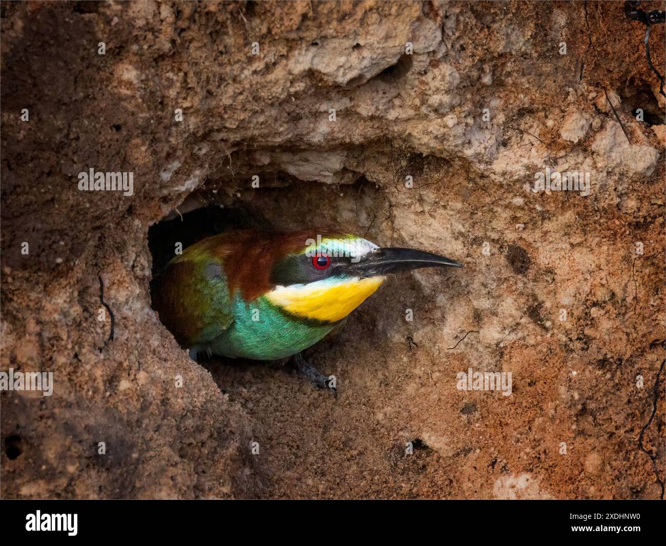 European Bee Eater a Burrow Foto Stock