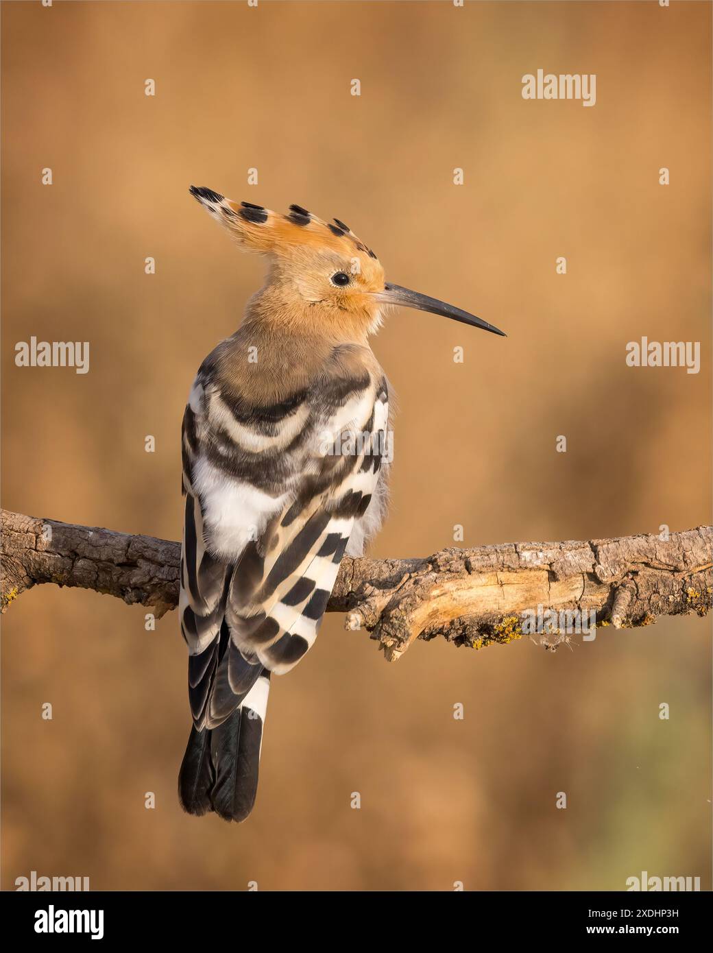 Hoopoe appollaiato su Branch Foto Stock