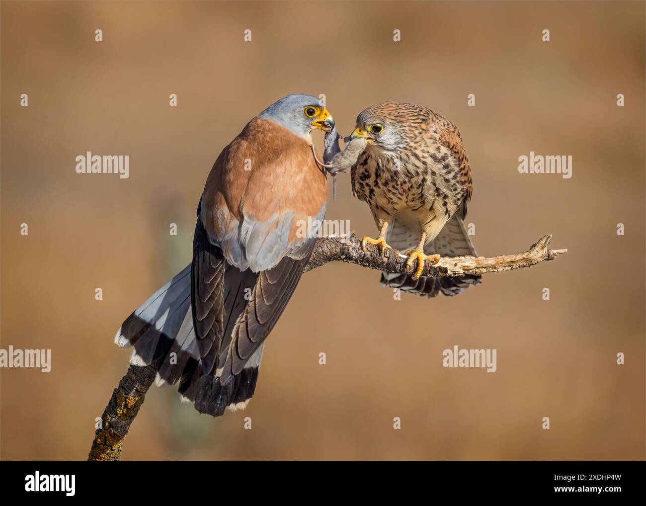 Coppia di Kestrel minore con Prey Foto Stock