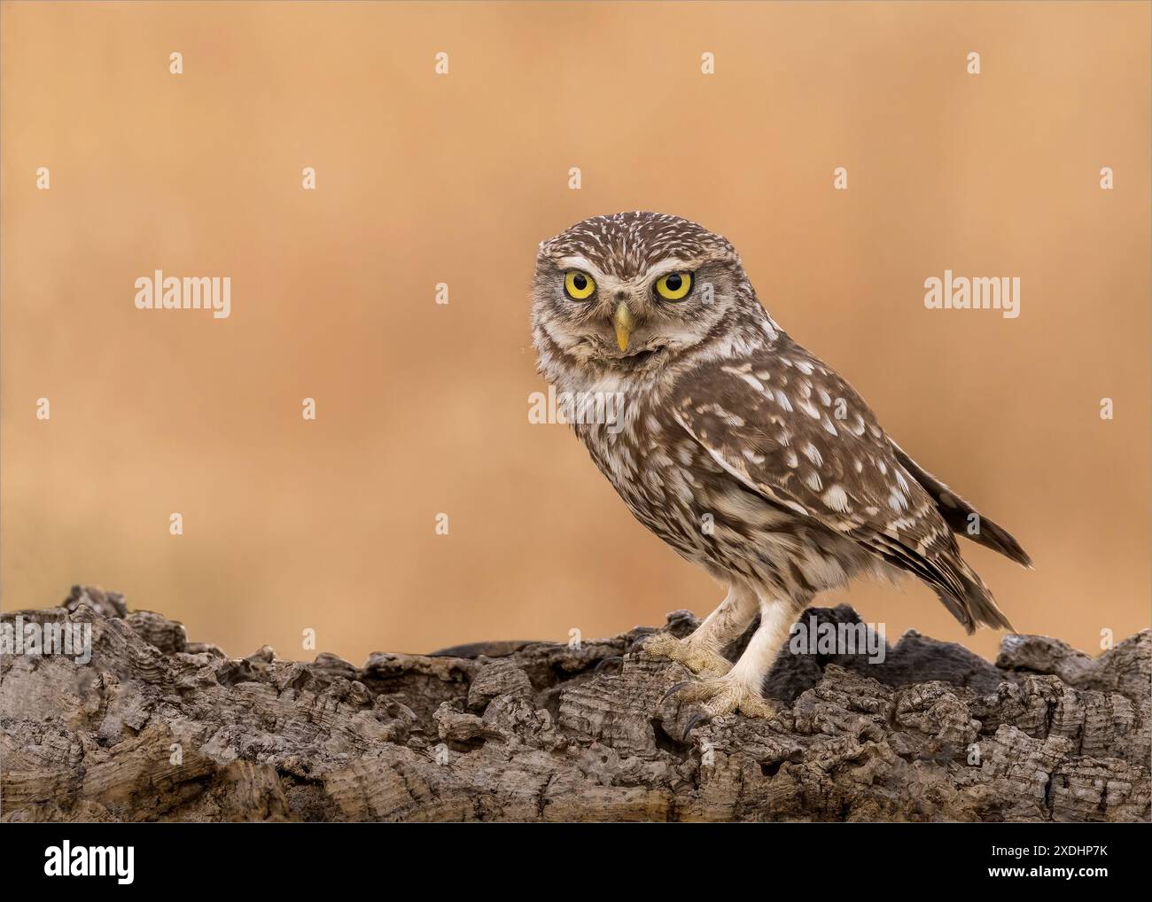 Piccolo gufo appollaiato Foto Stock