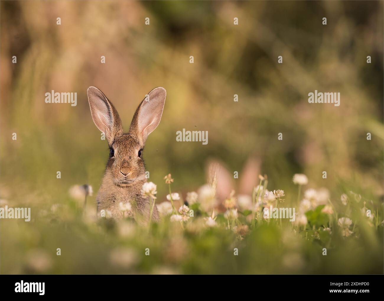 Coniglio che sbircia dall'erba Foto Stock