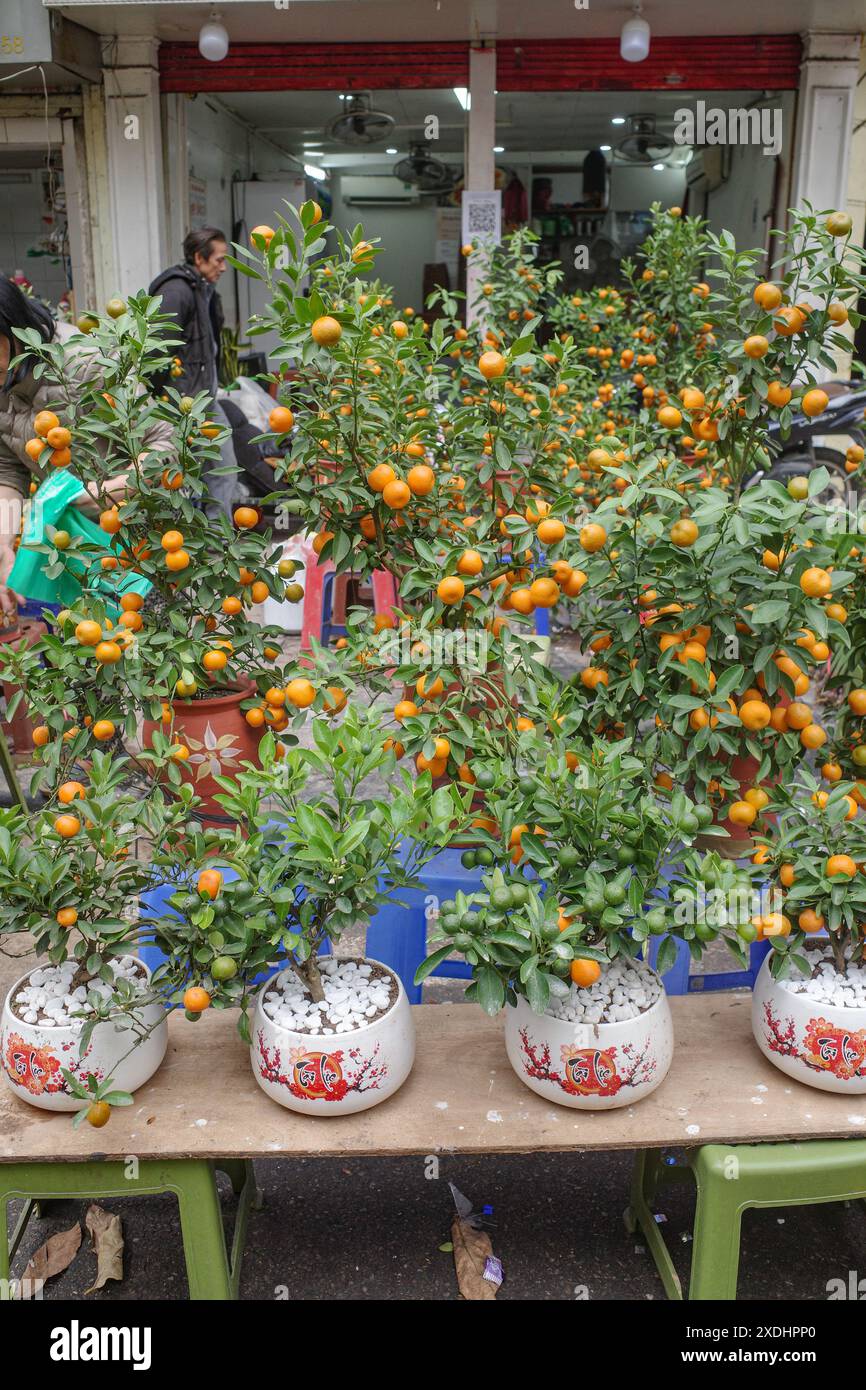 Hanoi, Vietnam - 9 febbraio 2024: Commercianti che vendono piante di Kumquat per le celebrazioni del nuovo anno Tet Lunar ad Hanoi, Vietnam Foto Stock