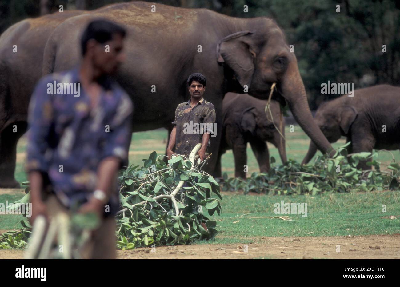 Gli agricoltori si prenderanno cura dei loro elefanti al tradizionale Pooram o Festival degli elefanti e Festival del Tempio nella città di Thrissur o Trichur nella provincia Foto Stock