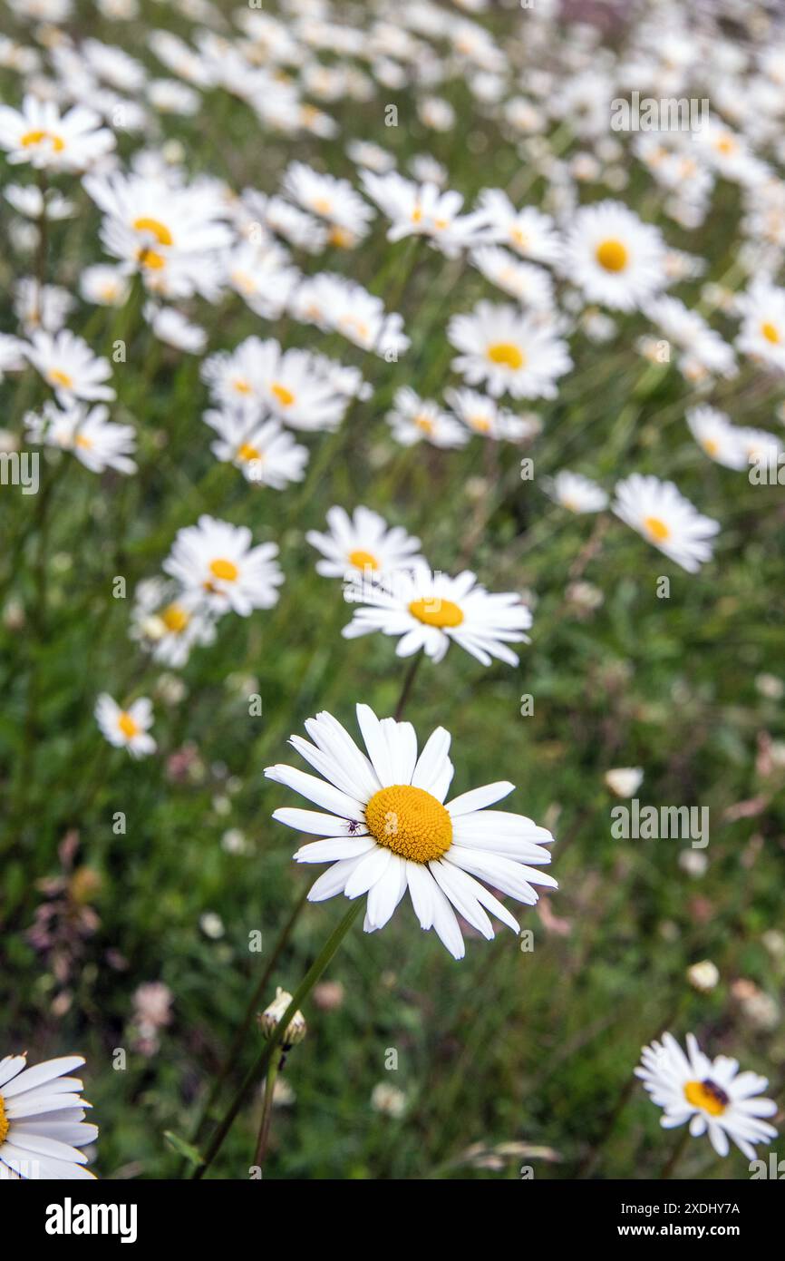 Oxeye daisy o Ox eye daisy o Marguerite Leucanthemum vulgare Chrysanthemum leucanthemum Foto Stock