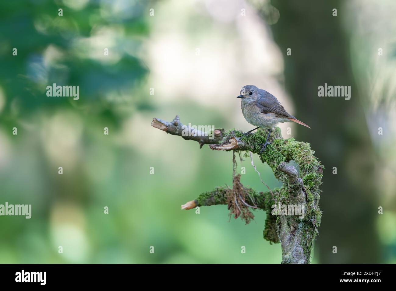 Comune femmina Redstart, Phoenicurus phoenicurus, appollaiato su un ramo coperto di muschio Foto Stock