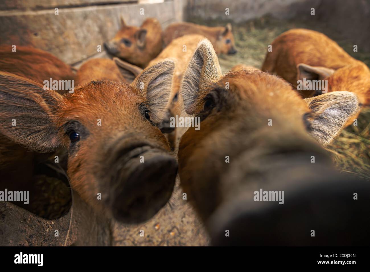 Primo piano di giovani maiali curiosi che esplorano un ambiente rustico Foto Stock